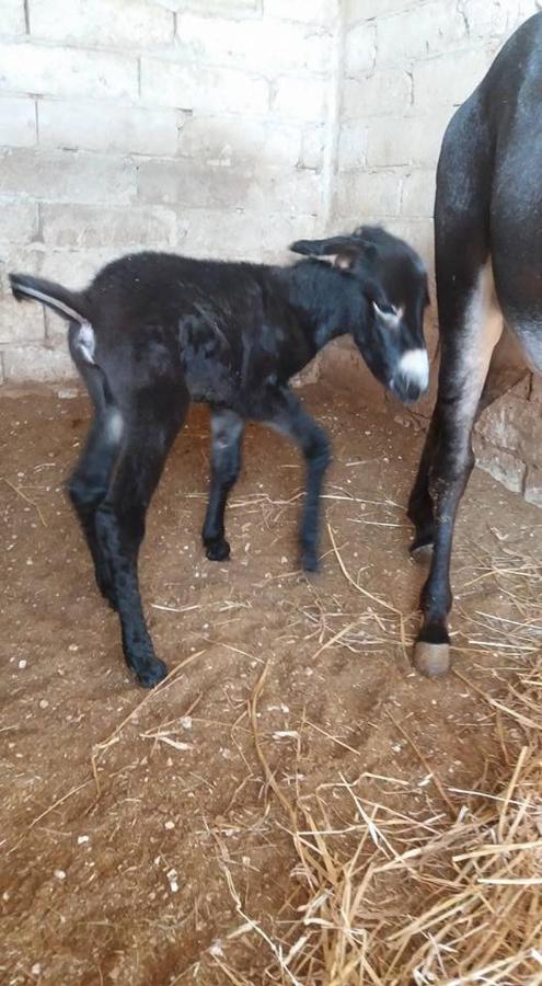לינה וארוחת בוקר Palo del Colle Masseria Vero מראה חיצוני תמונה