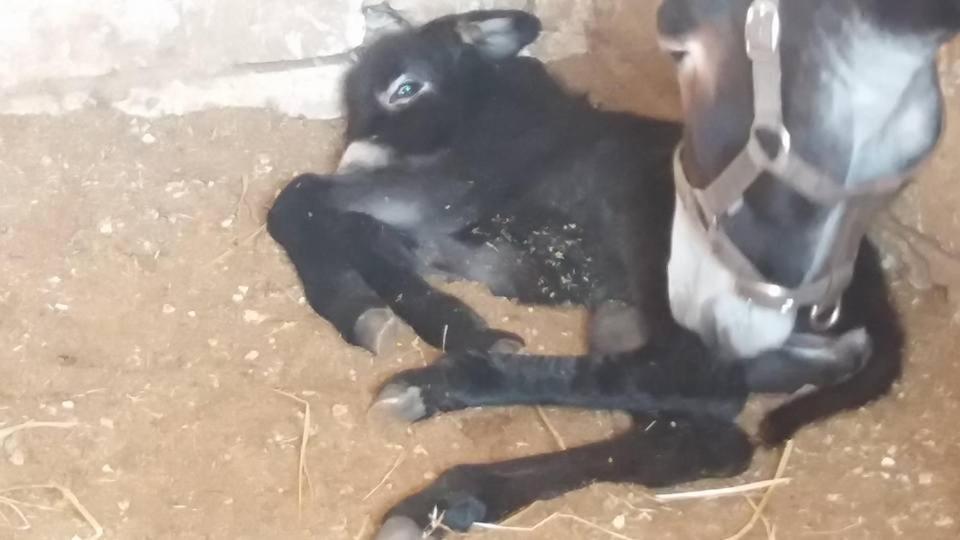 לינה וארוחת בוקר Palo del Colle Masseria Vero מראה חיצוני תמונה